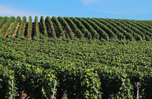 Champagne-viikot Careliassa 2.9-14.9.2013