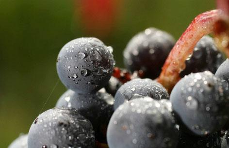 Viini, ruoka ja hyvä elämä 22.-25.10.2015 Beajolais viiniä Helsingissä