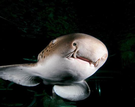 Koe Merimaailma SEA LIFE haiden seurassa