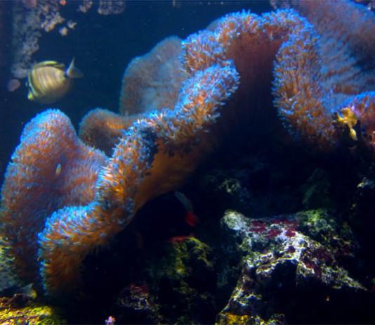 Äitienpäivän poikasuutisia Merimaailmasta: Vuokkokala on äideistä parhain Sea Life - Suruvuokkokala