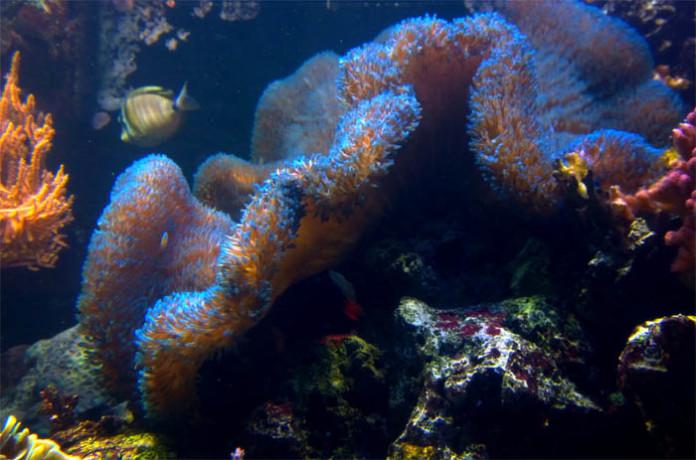 Sea Life - Suruvuokkokala