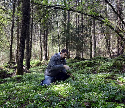 Ravintola TuOHi on nimekkäiden villiyrttikokkien temmellyskenttä Taste of Helsingissä