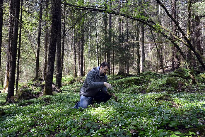 Ravintola TuOHi on nimekkäiden villiyrttikokkien temmellyskenttä Taste of Helsingissä