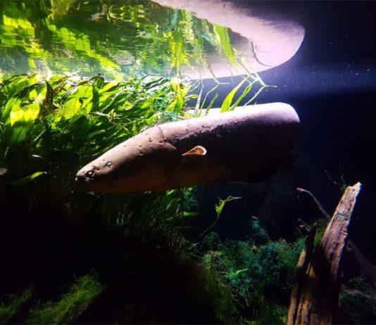 Voi minkä teit? Raipe nielaisi taskulampun ja joutui operaatioon