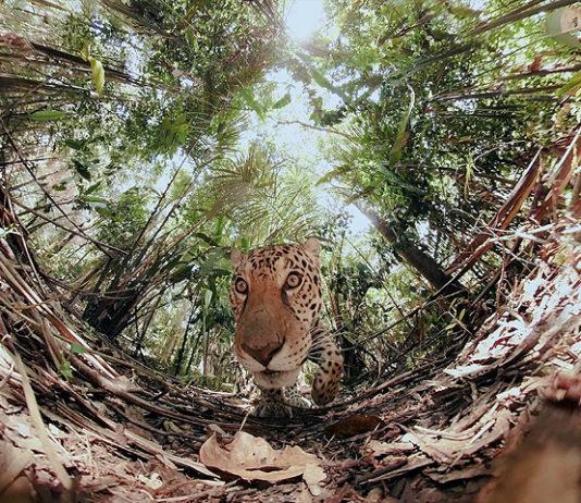 Jane Goodallin tukema Wild Immersion -virtuaaliluonnonpuisto tuo villieläimet keskelle Helsinkiä