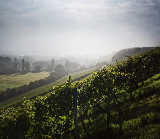 Silvaner-viinit kutsuvat ruokamatkailijan tutustumaan Tampereen, Turun ja Helsingin viiniravintoloihin