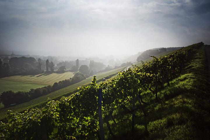 Silvaner-viinit kutsuvat ruokamatkailijan tutustumaan Tampereen, Turun ja Helsingin viiniravintoloihin