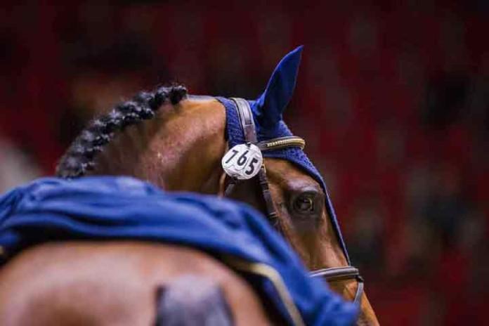 Helsinki International Horse Show on esteratsastuksen maailmancup -sarjan osakilpailu. Maailman parhaat ratsastajat ja upeat hevoset valtaavat Helsingin Jäähallin lokakuussa.