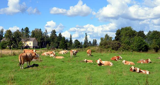 Tilatori.fi käynnistää Tampereella uuden lähiruokaverkoston – Ruokaa suoraan tuottajilta