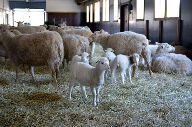 Jarmo Latvanen on hyvä paimen – eettisesti tuotettua lampaanlihaa ravintolalautasille