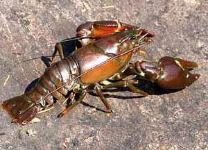 Bistro LePot: Rapukausi kiihtyy loppua kohti