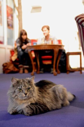 Micu on leppoisan leijonamainen. Tykkää noutaa kuittipalloja.