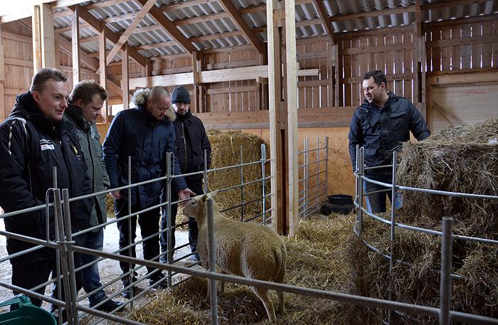 Tiiliholvin väki lammastilalla – Lammasherkkuja luvassa 17.3.-2.4.2015