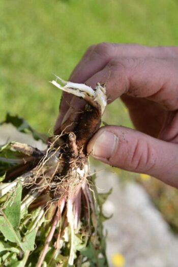 arto rastas voikukka