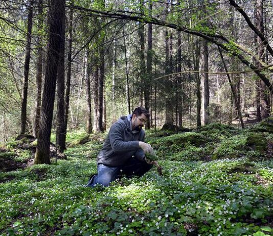 Ravintola C:n Ilkka Isotalon kanssa villiyrttireissussa