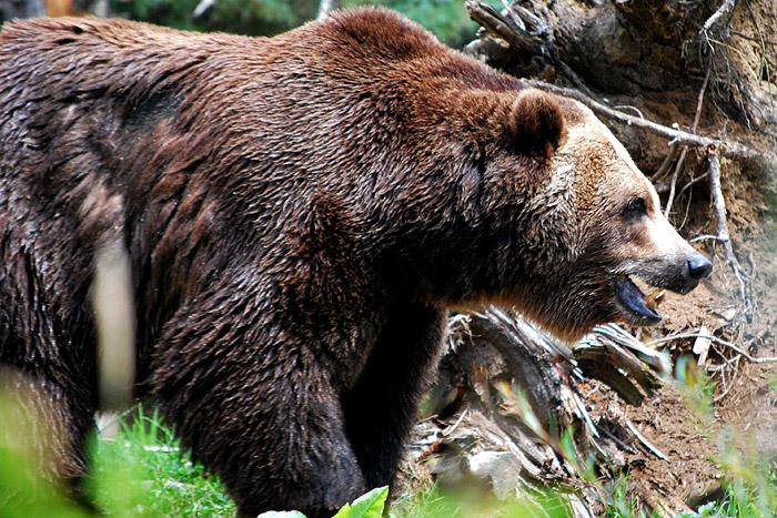 Uusi keittiömestari tuo karhua Bistro LePotin lautasille – Riistaviikot 6.10.-31.10.2015