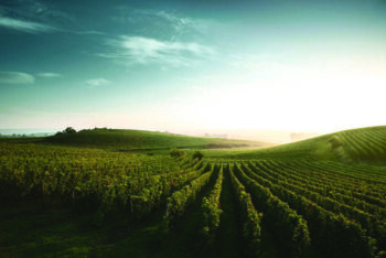 Weingut_Winter_5D_2414