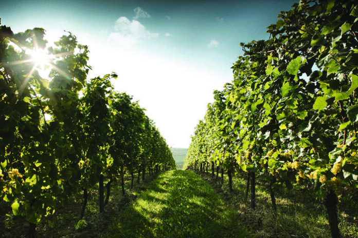 Weingut_Winter_5D_2480