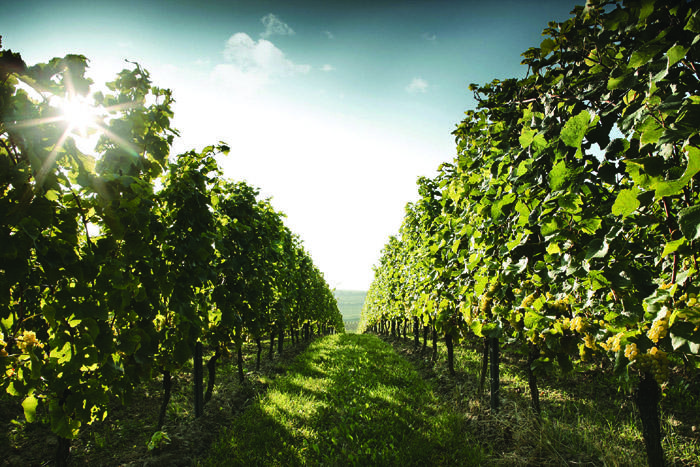 Upea Stefan Winter -viinintekijäillallinen Dabbalissa 19.5.2016