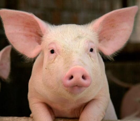 Metsärannan tilan possu elää eettisemmin pahnueesta pataan – Sasorin väki tilavierailulla