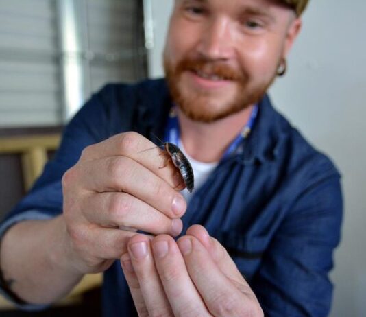 Rillingissä haukataan heinäsirkkaa – Hyönteiskokki maistattaa ötökkäherkkuja 10.8.2016