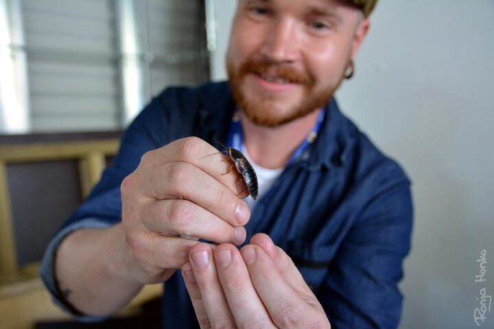 Rillingissä haukataan heinäsirkkaa – Hyönteiskokki maistattaa ötökkäherkkuja 10.8.2016