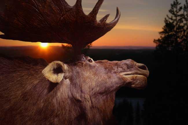 Dabbal kokkaa villit riistaviikot 24.10.-5.11.2016