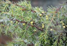 Sahtiviikot virittävät Gastropubit muinaisen alkoholijuoman salaisuuksiin