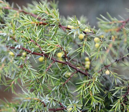 Gastropub-panimo Nordic Brewery teki Suomi 100 -oluen – tavoitteena luoda uusi oluttyyli