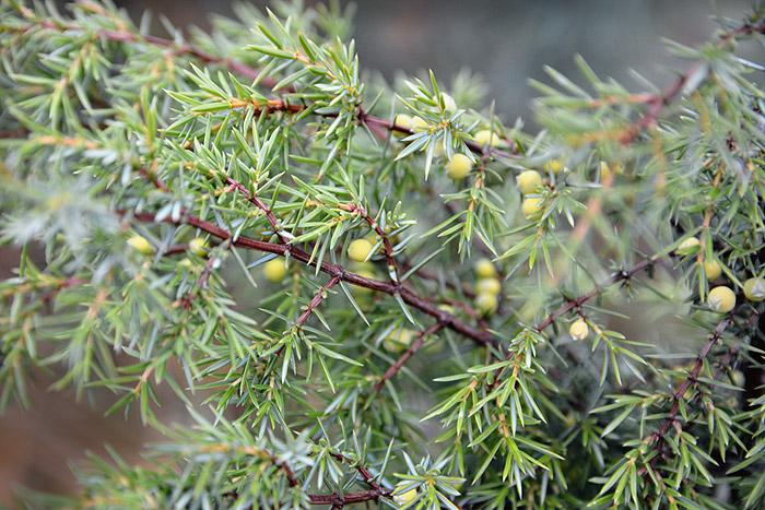 Gastropub-panimo Nordic Brewery teki Suomi 100 -oluen – tavoitteena luoda uusi oluttyyli