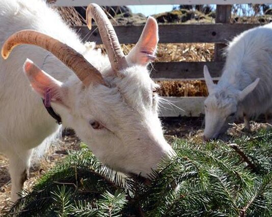Vuohi on eettinen valinta – Ravintola C pistää pukkia lautasille
