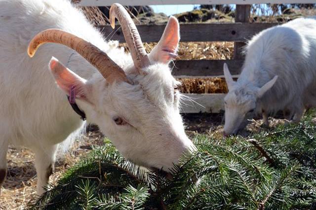 Vuohi on eettinen valinta – Ravintola C pistää pukkia lautasille