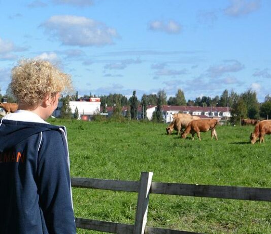 Vasikat matkaavat kesätöihin Viikinsaareen Tammerkoski-laivan kannella 1.6.2018