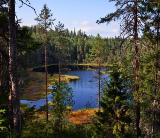 Isojärven kansallispuistoon kannattaa tutustua eri vuodenaikoina Isojärven kansallispuisto Pirkanmaalla