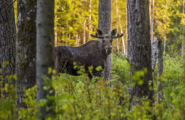 Hirviruokia ja riistaa Tampereen ravintoloissa.