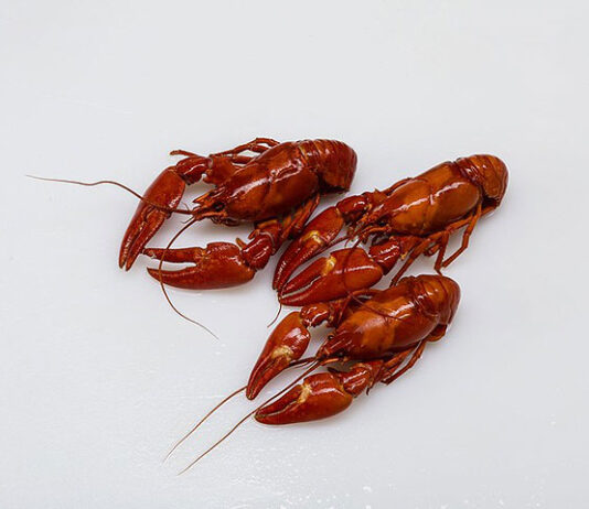 Rapuja Tampereella 2025: Rapujuhlat käynnistyvät loppukesästä Tampereen ravintoloissa Kauden ruokia ja sesongin parhaita raaka-aineita. Kuvassa rapuja Tampereen ravintoloissa.