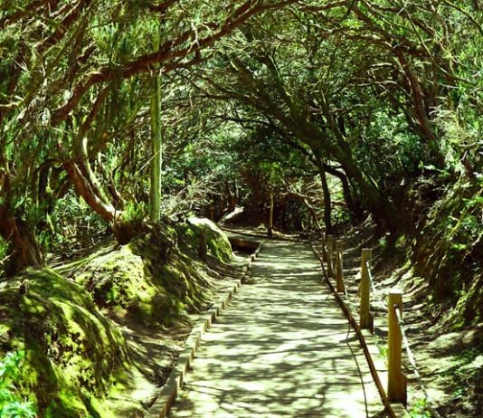 Teneriffan kaunis laakeripuumetsä Anagassa – Road trip vie huipulle