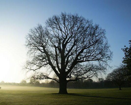 Kansainvälinen tutkimus: matkustaminen sukujuurien lähteille kiinnostaa
