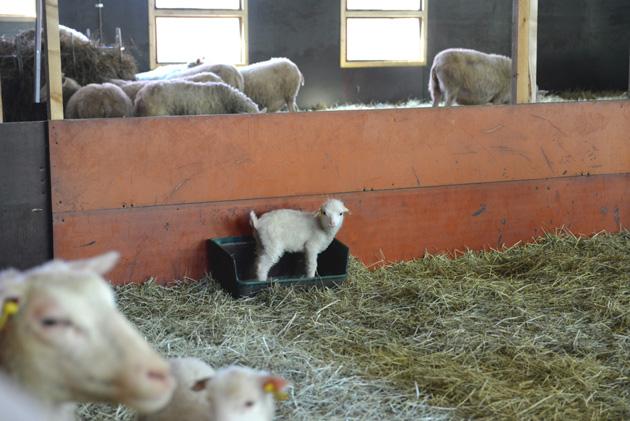 Tolvilassa lampaista pidetään hyvää huolta. Se on myös vapaasti kenen tahansa todettavissa. Vain puhelinsoitto paimenelle ja karitsoja katselemaan.