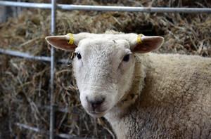 tiiliholvi-lammas pieni